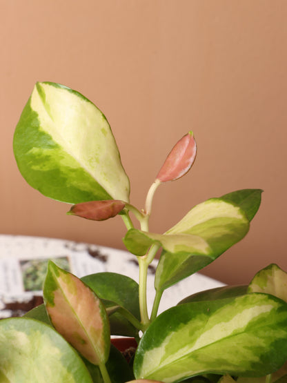 Medium Hoya Australis &