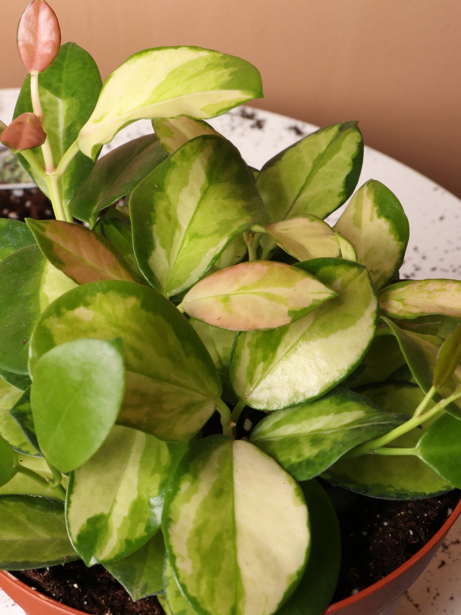 Medium Hoya Australis &