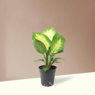 Medium Dieffenbachia ‘Camille’ - Pafe Plants