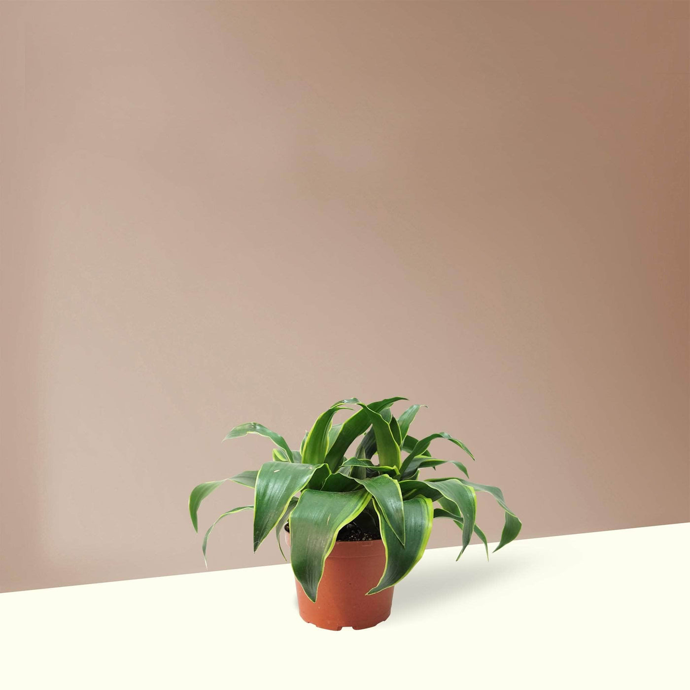 Medium Dracaena 'Dorado' - Pafe Plants