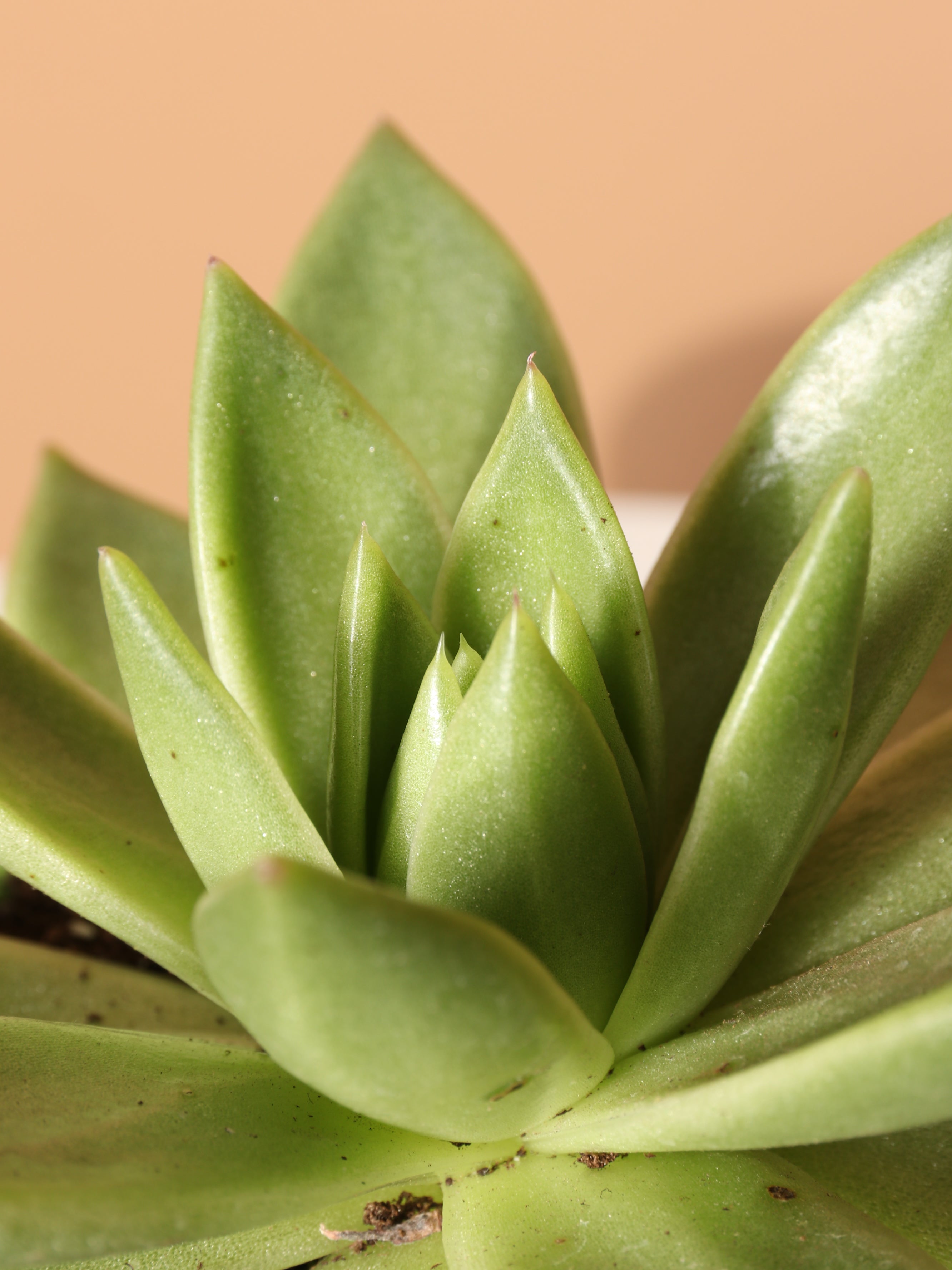 Small Echeveria Agavoides Succulent