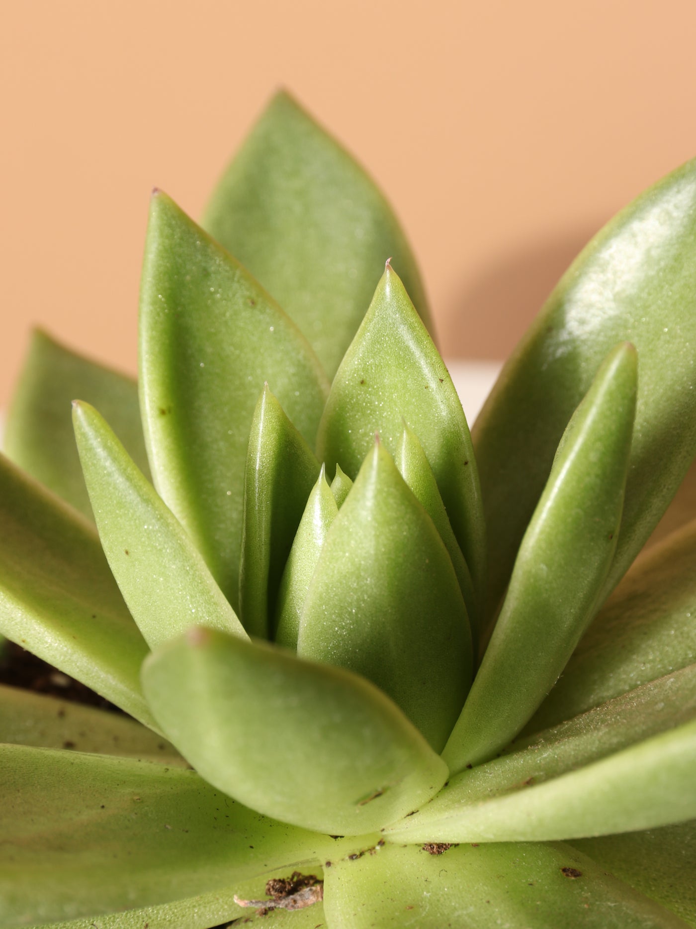 Small Echeveria Agavoides Succulent