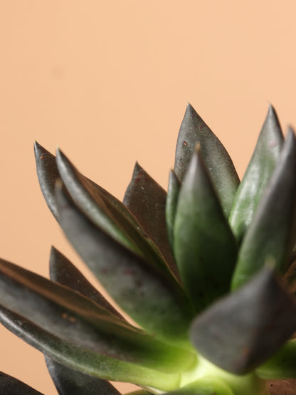 Small Echeveria Black Knight Succulent