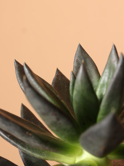 Small Echeveria Black Knight Succulent