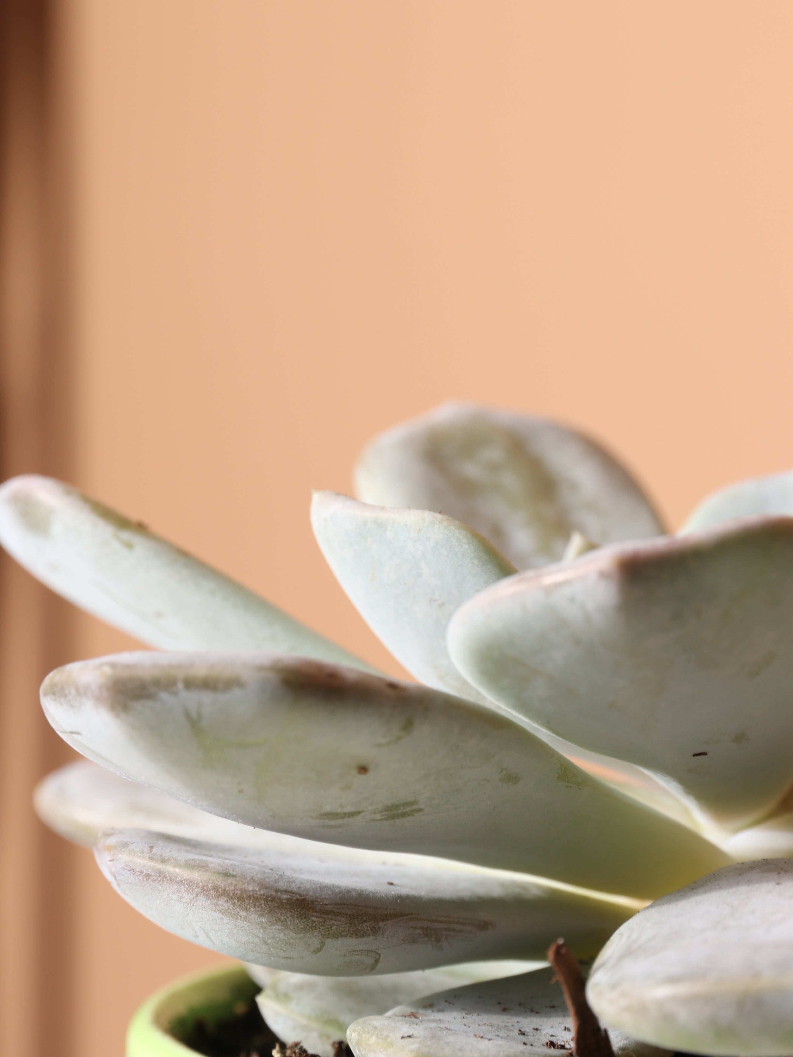 Small Ghost Echeveria Succulent
