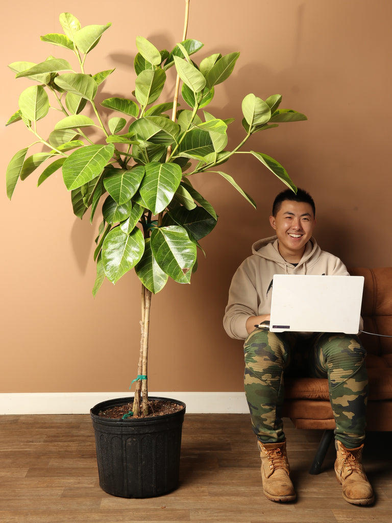 6-8ft Ficus Altissima Std – Dahing Plants