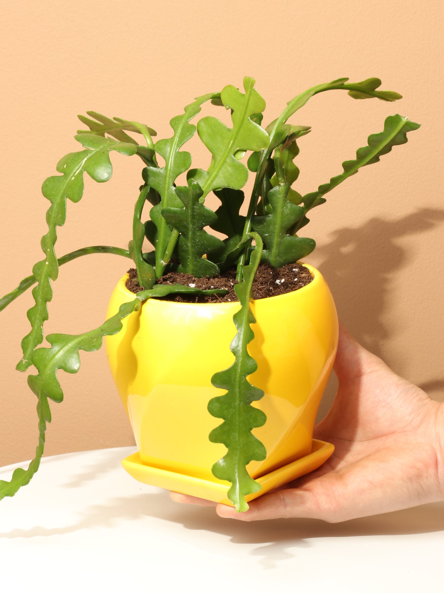 fishbone succulent Small Fishbone Cactus