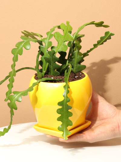 Small Fishbone Cactus