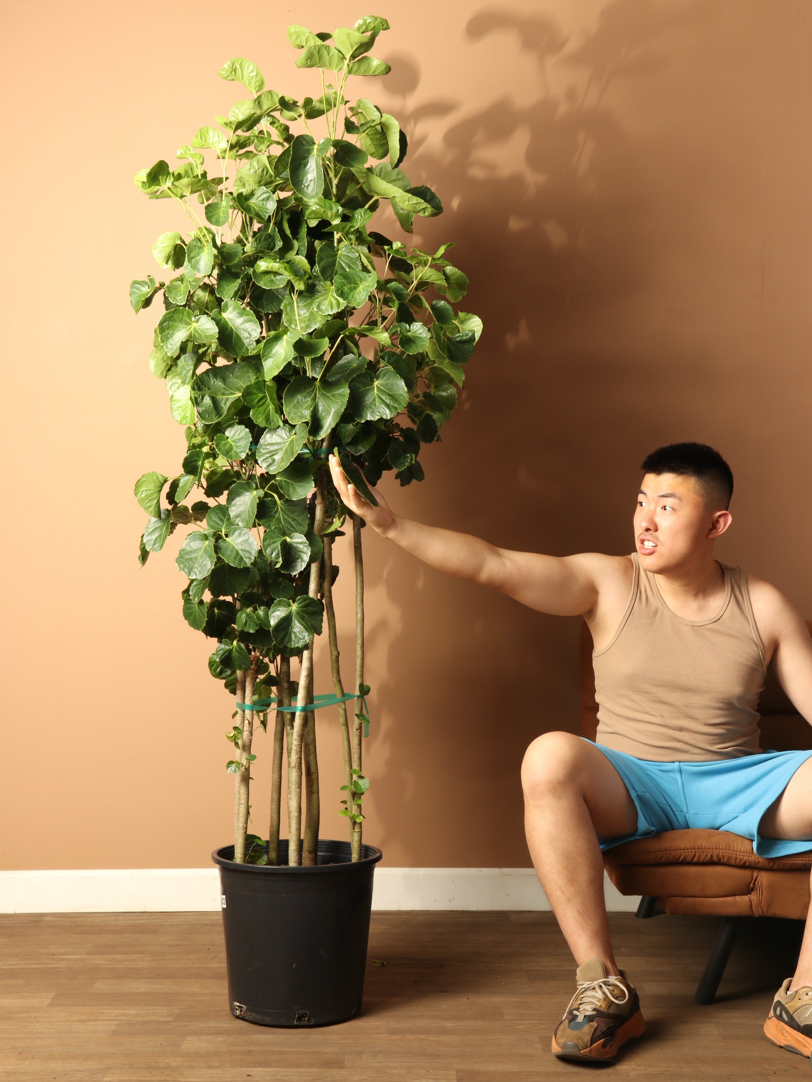 Full Size Balfour Aralia