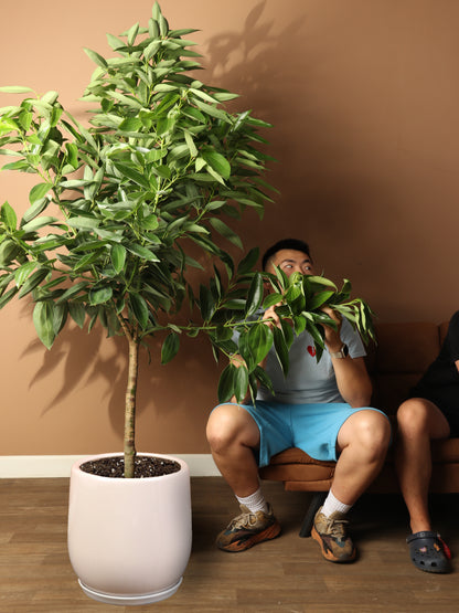 where to buy cinnamon seeds to plant Full Size Cinnamon Plant