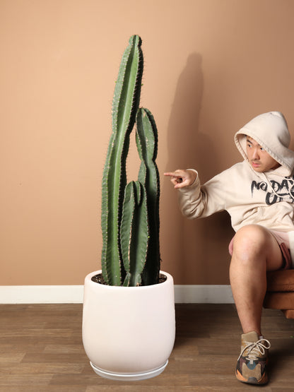 6-8ft Peruvian Cactus – Dahing Plants