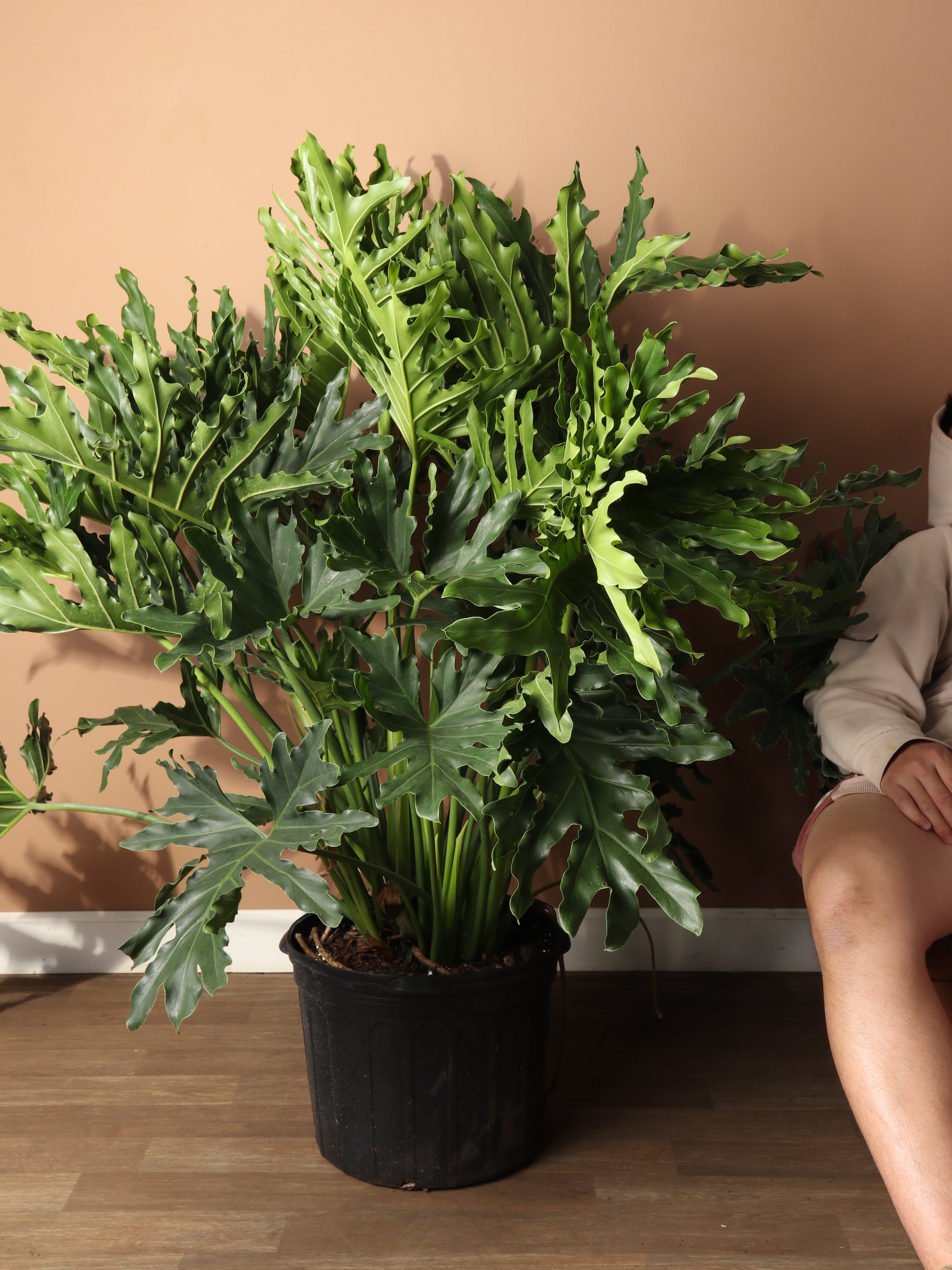 6-8ft Philodendron Selloum – Dahing Plants