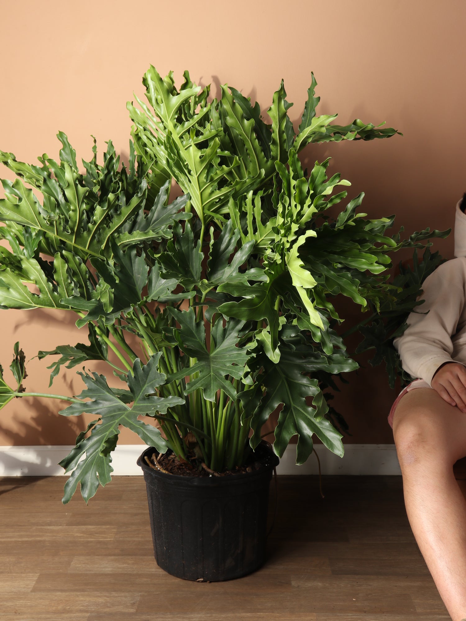 philodendron hope vs selloum Full Size Philodendron Selloum