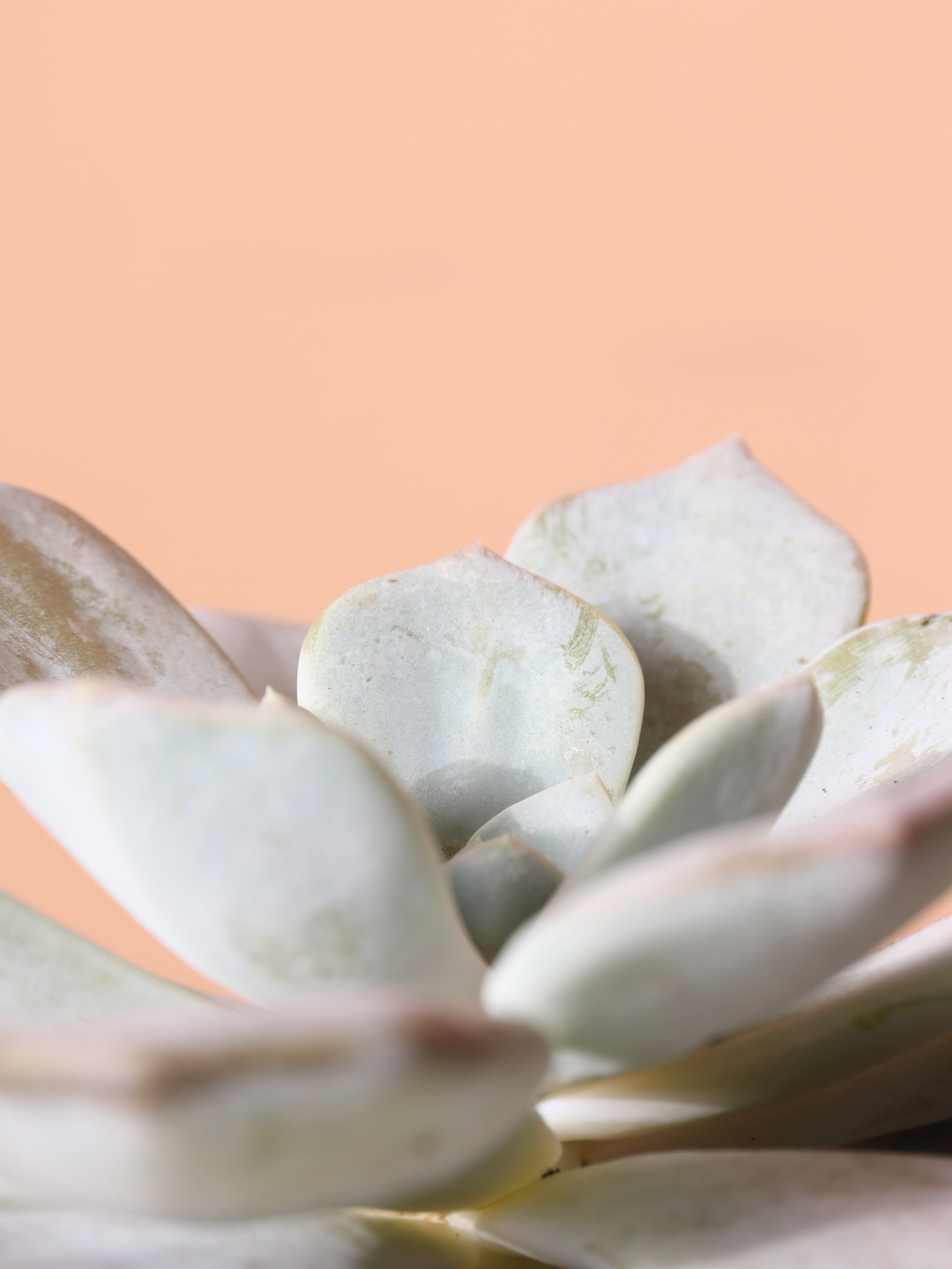 Small Ghost Echeveria Succulent