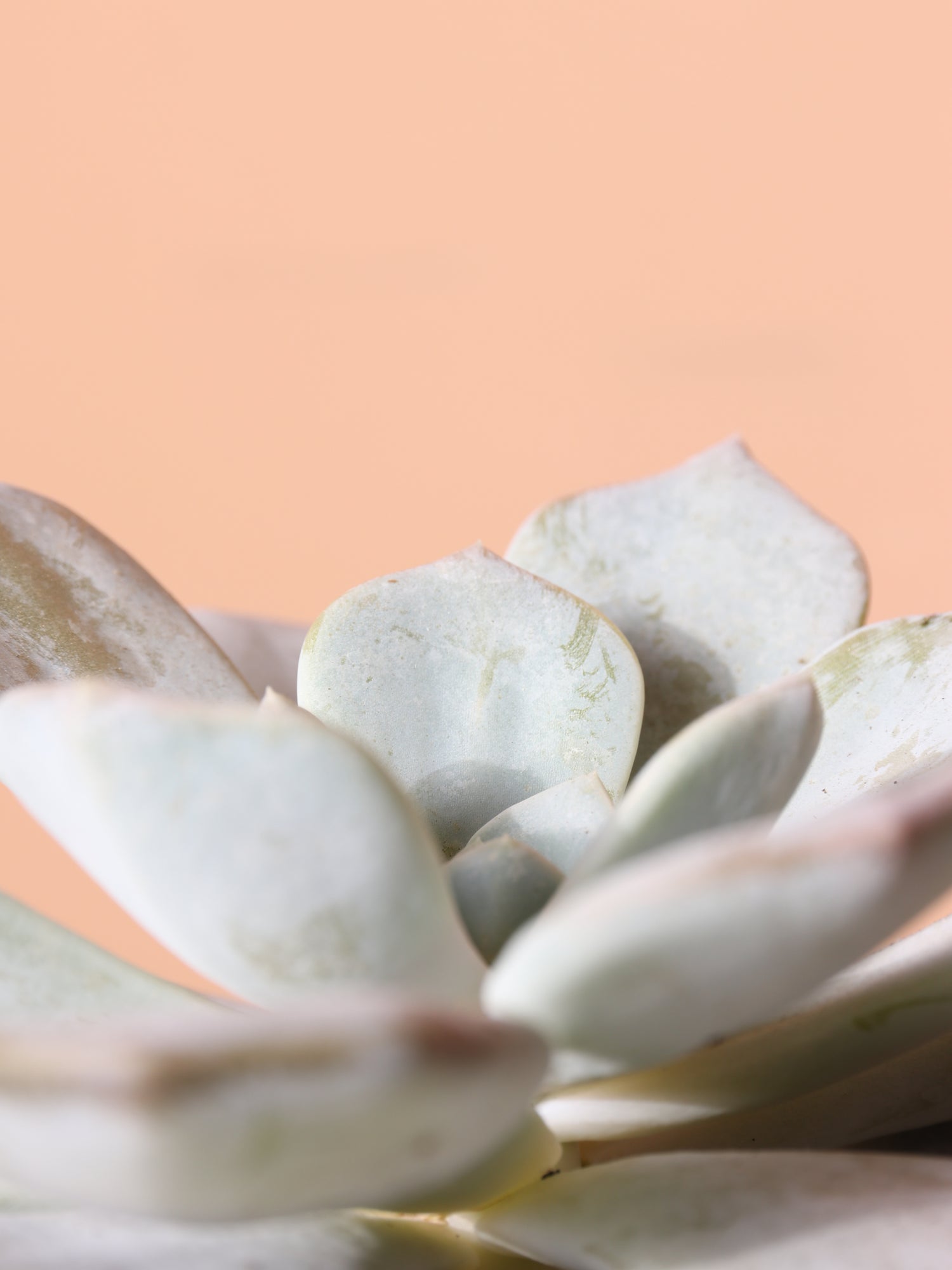 pink ghost plant succulent Buy Ghost Echeveria Succulent Online | Succulent