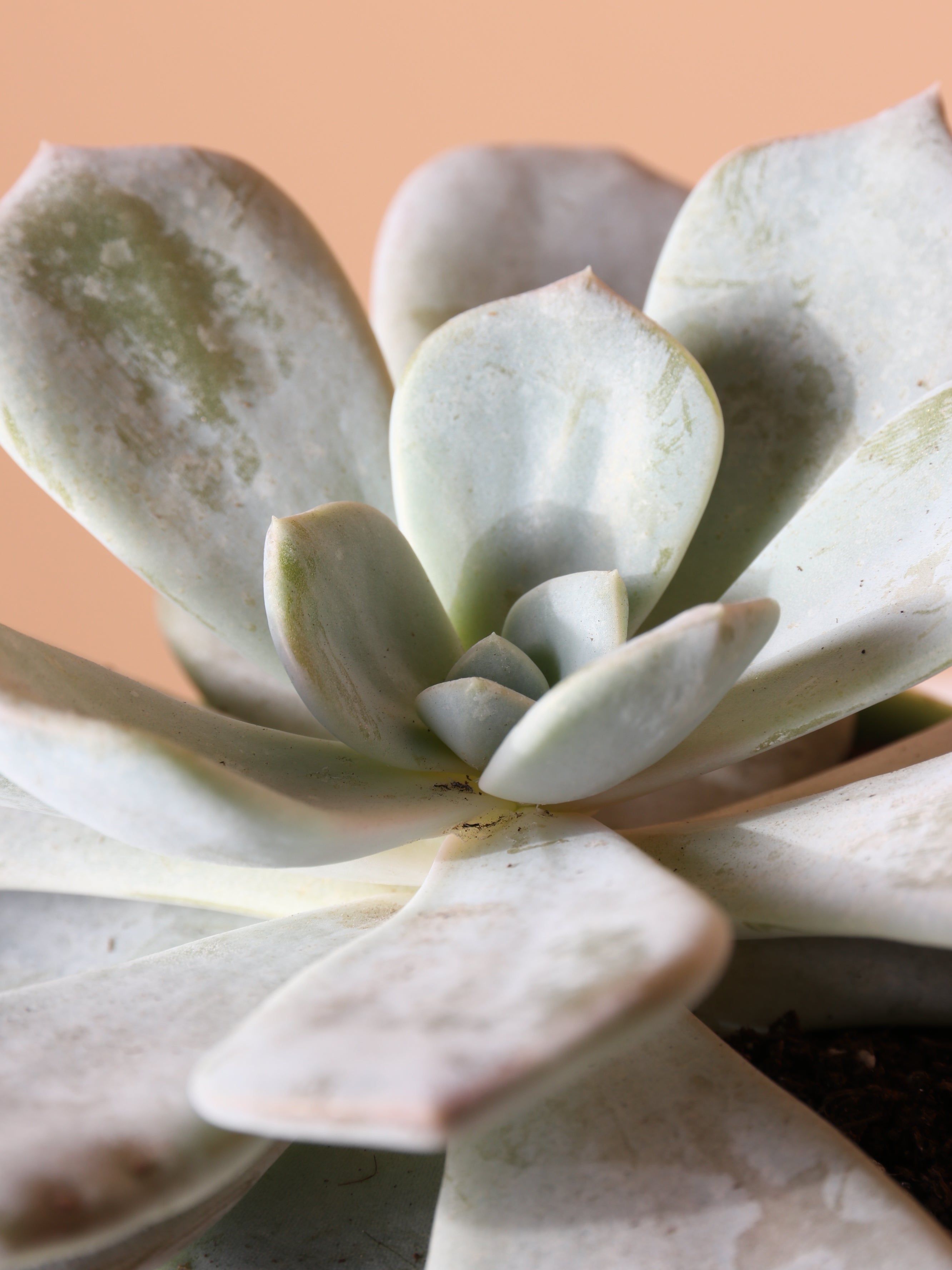 Small Ghost Echeveria Succulent