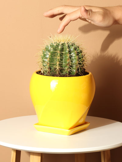 Medium Golden Barrel Cactus