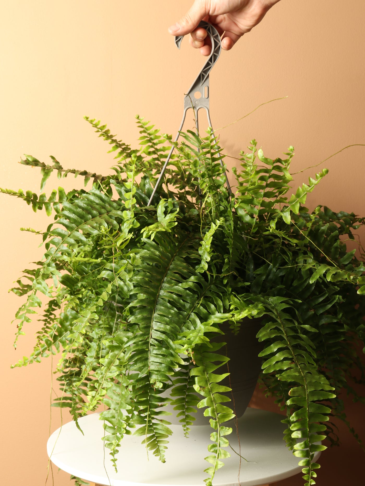 Hanging Boston Fern