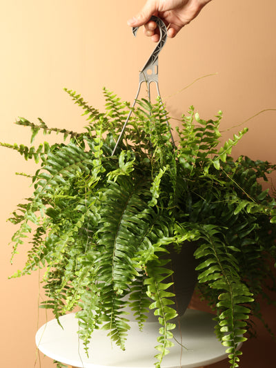 Hanging Boston Fern