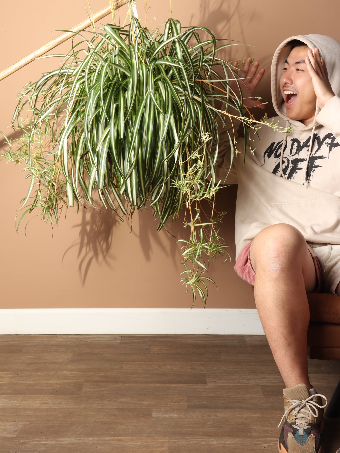 Hanging Spider Plant