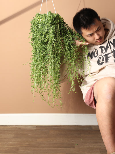 Hanging String of Bananas Succulent
