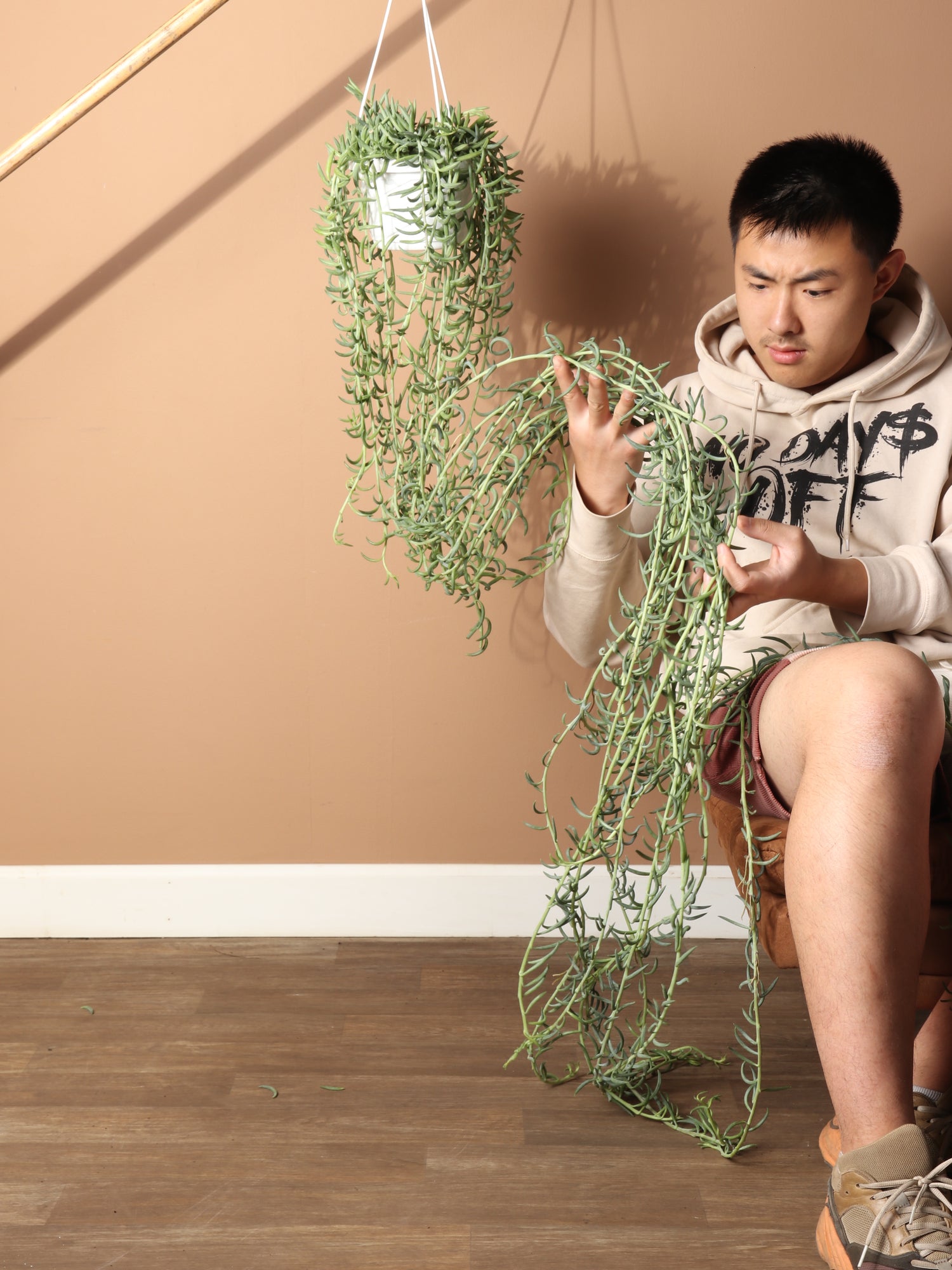 Hanging String Of Fishhook Succulent