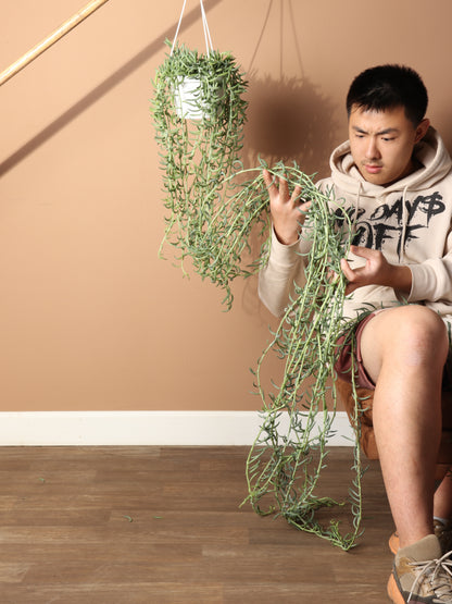 Hanging String Of Fishhook Succulent