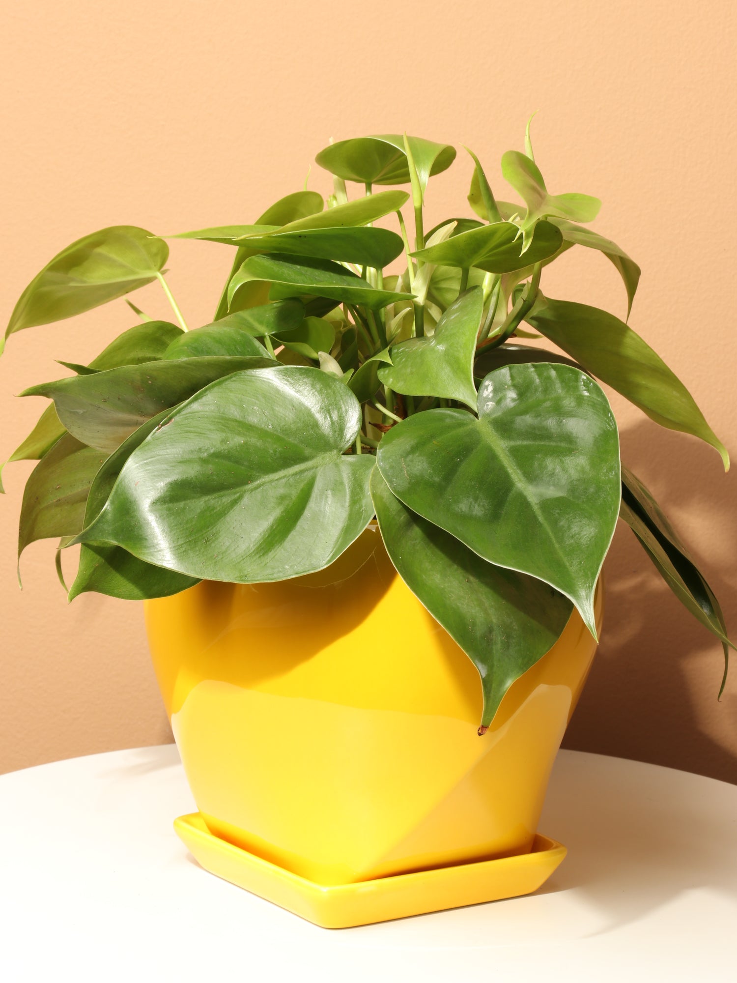 Medium Philodendron Hederaceum