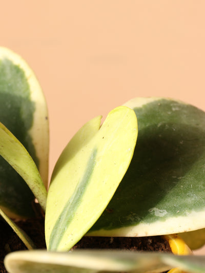 Small Hoya 'Kerrii' Variegated (Hoya Heart)