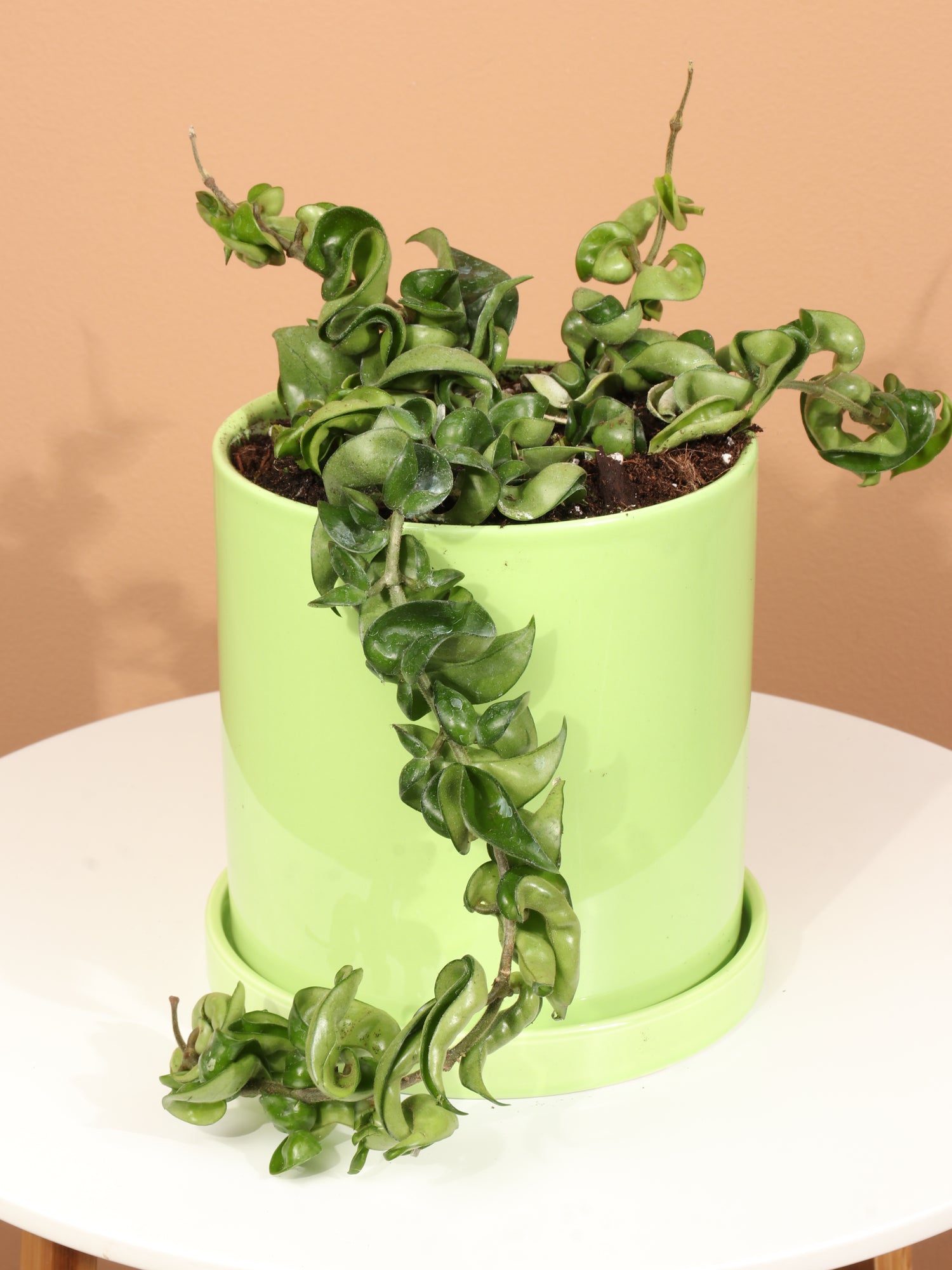 rope pot plant Buy Hoya 'Hindu Rope' Online | Easy Care House Plant