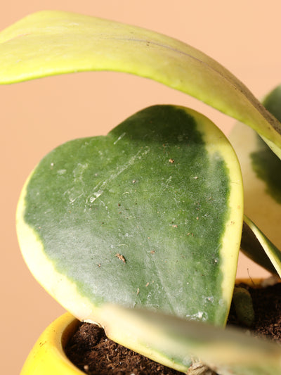 Small Hoya 'Kerrii' Variegated (Hoya Heart)