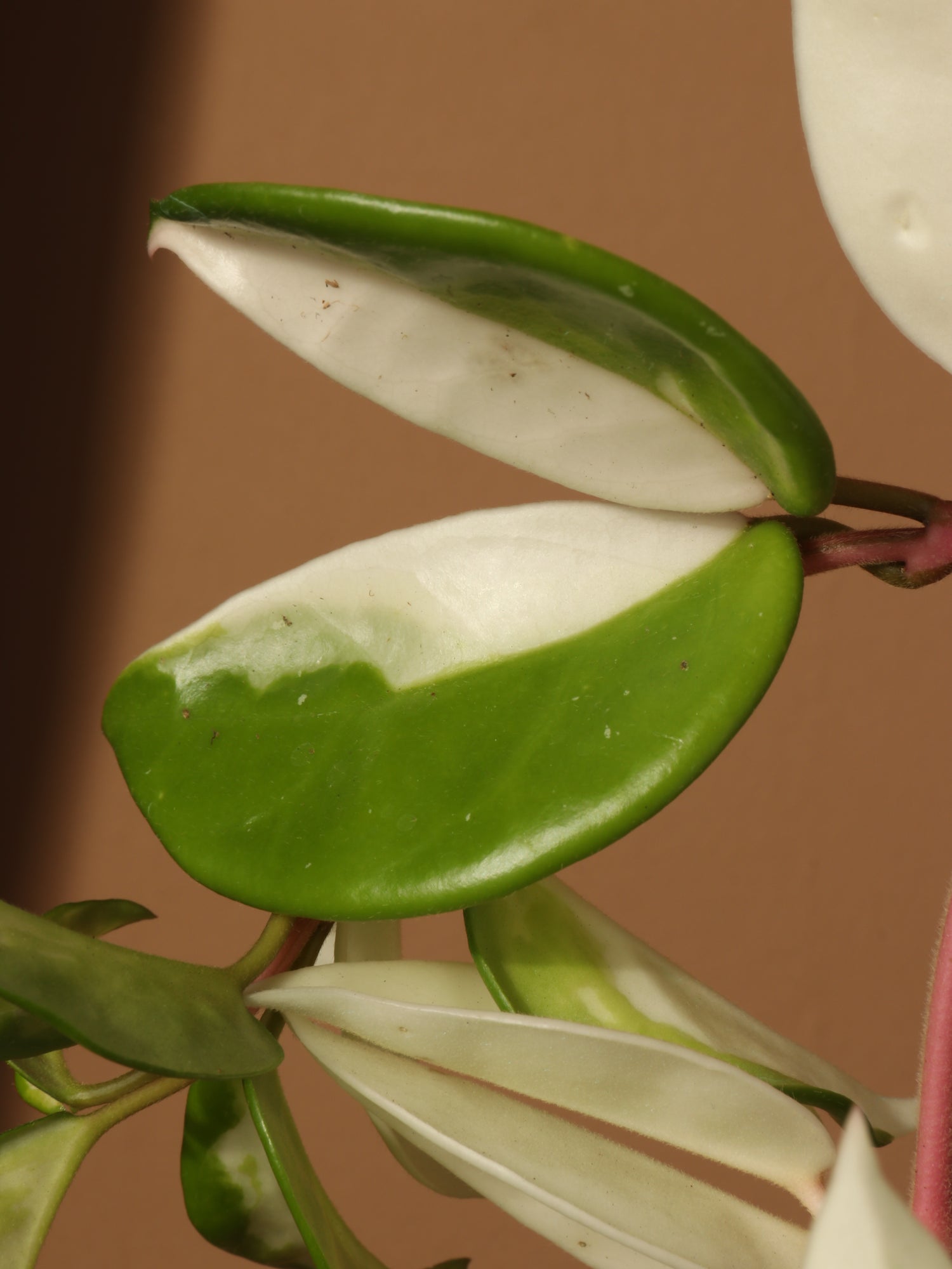 Hanging Hoya &