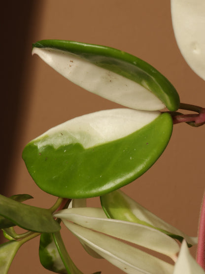 Hanging Hoya &