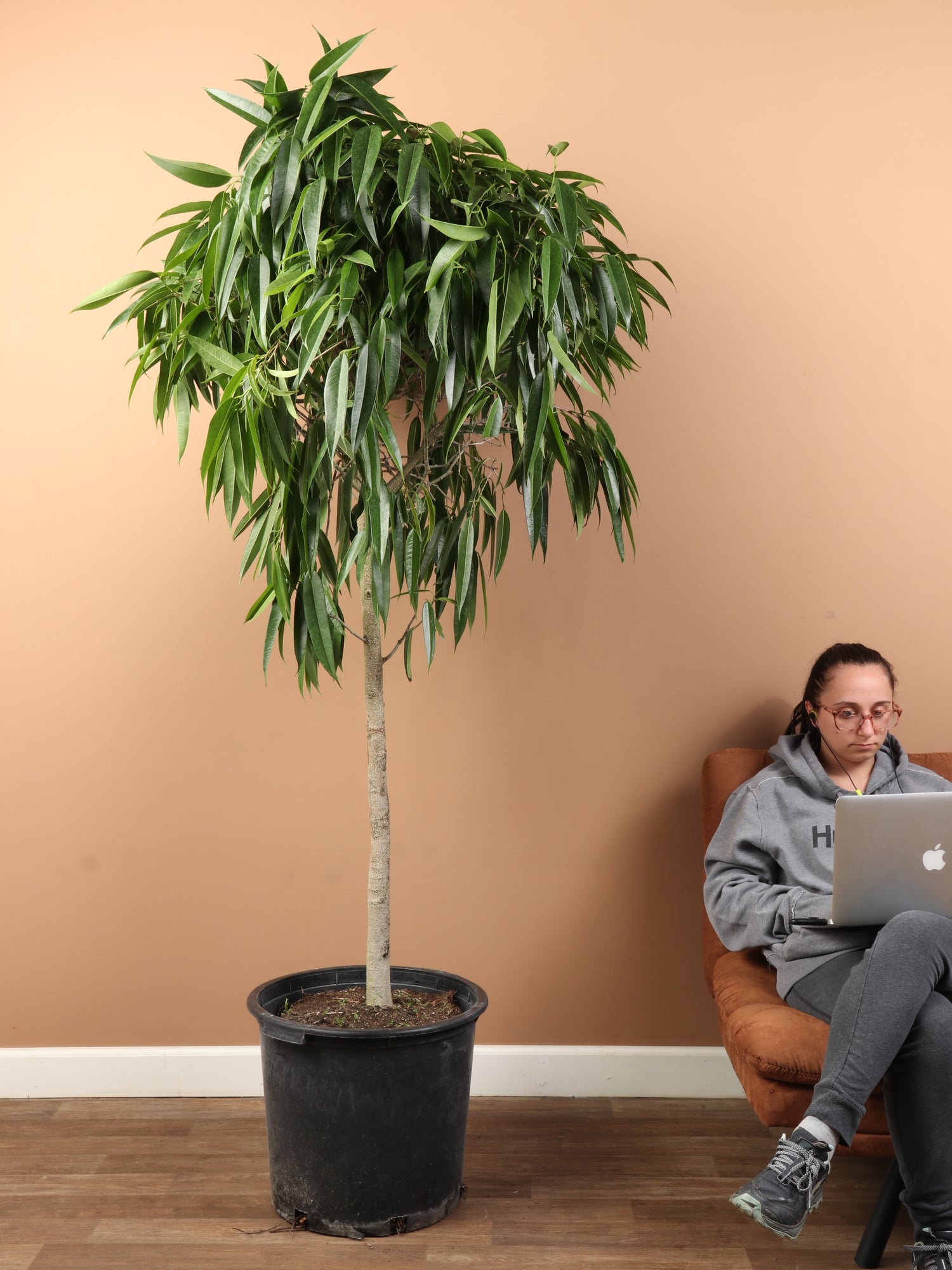 ficus indoor plant Huge Ficus 'Alii'