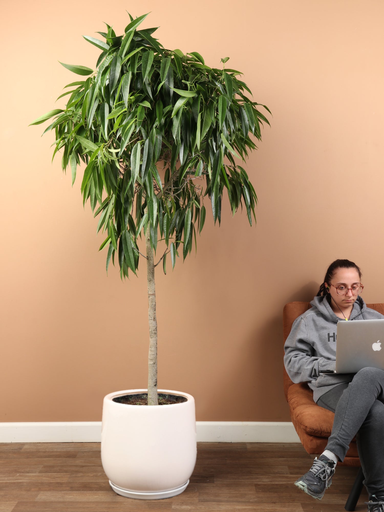 7-10FT Ficus 'Alii' – Dahing Plants