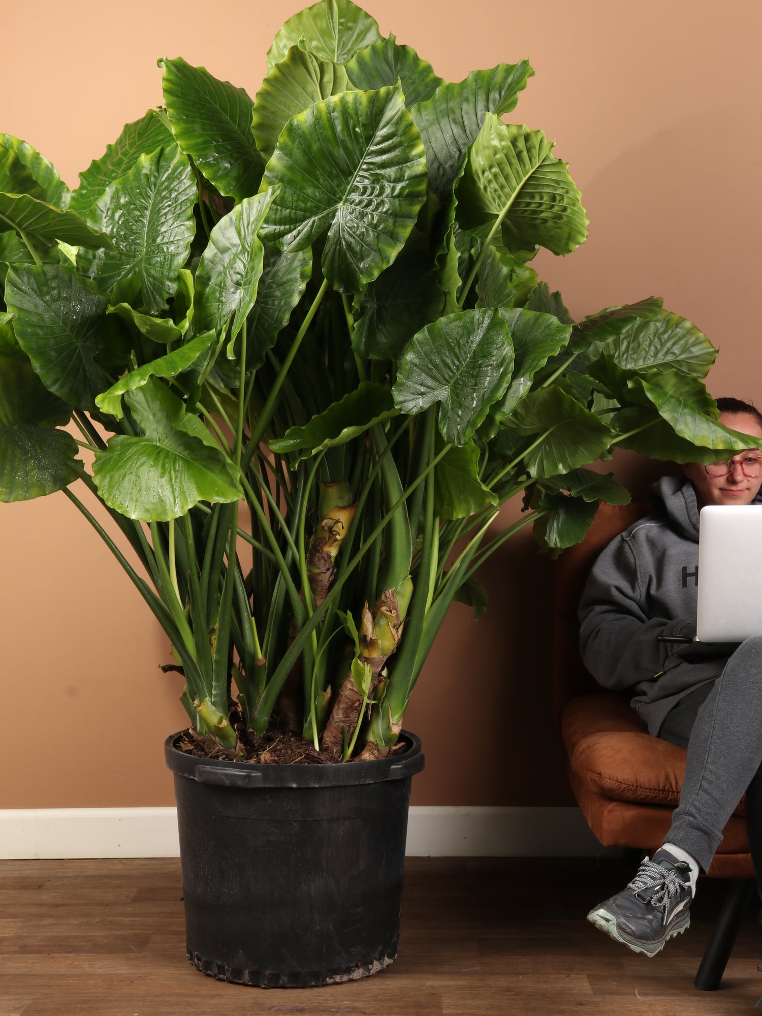 elephant ear plant buy online Huge Alocasia 'Odora'
