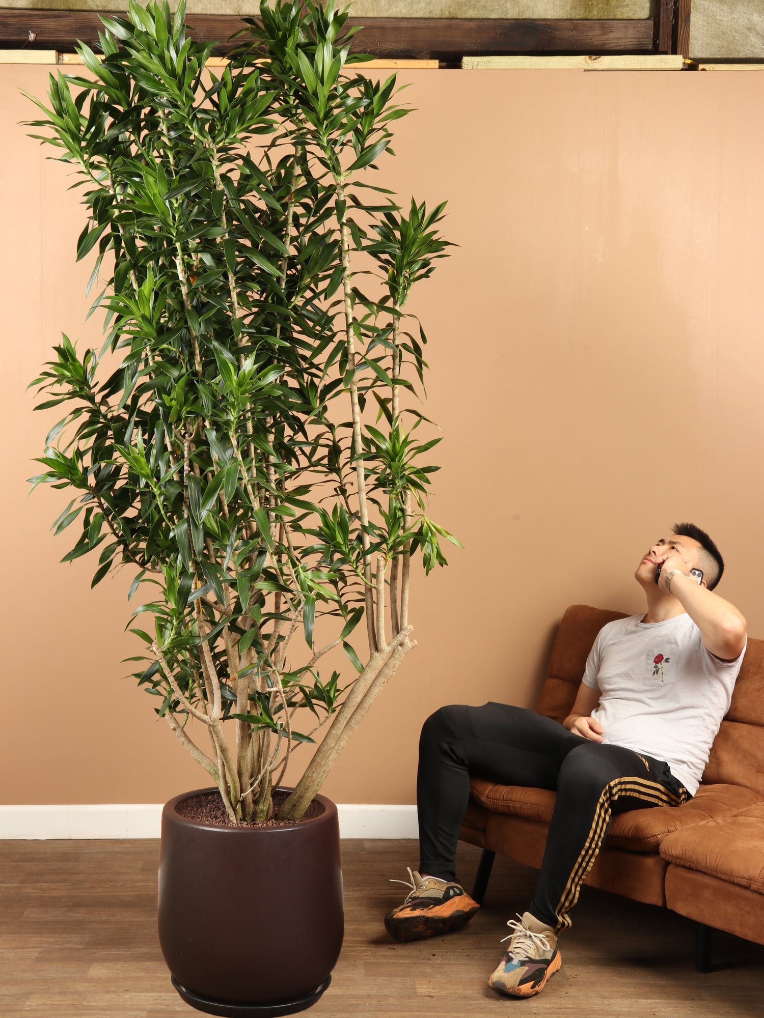himalaya mix plant dracaena Buy Dracaena 'Reflexa' Online | Large Indoor Plant