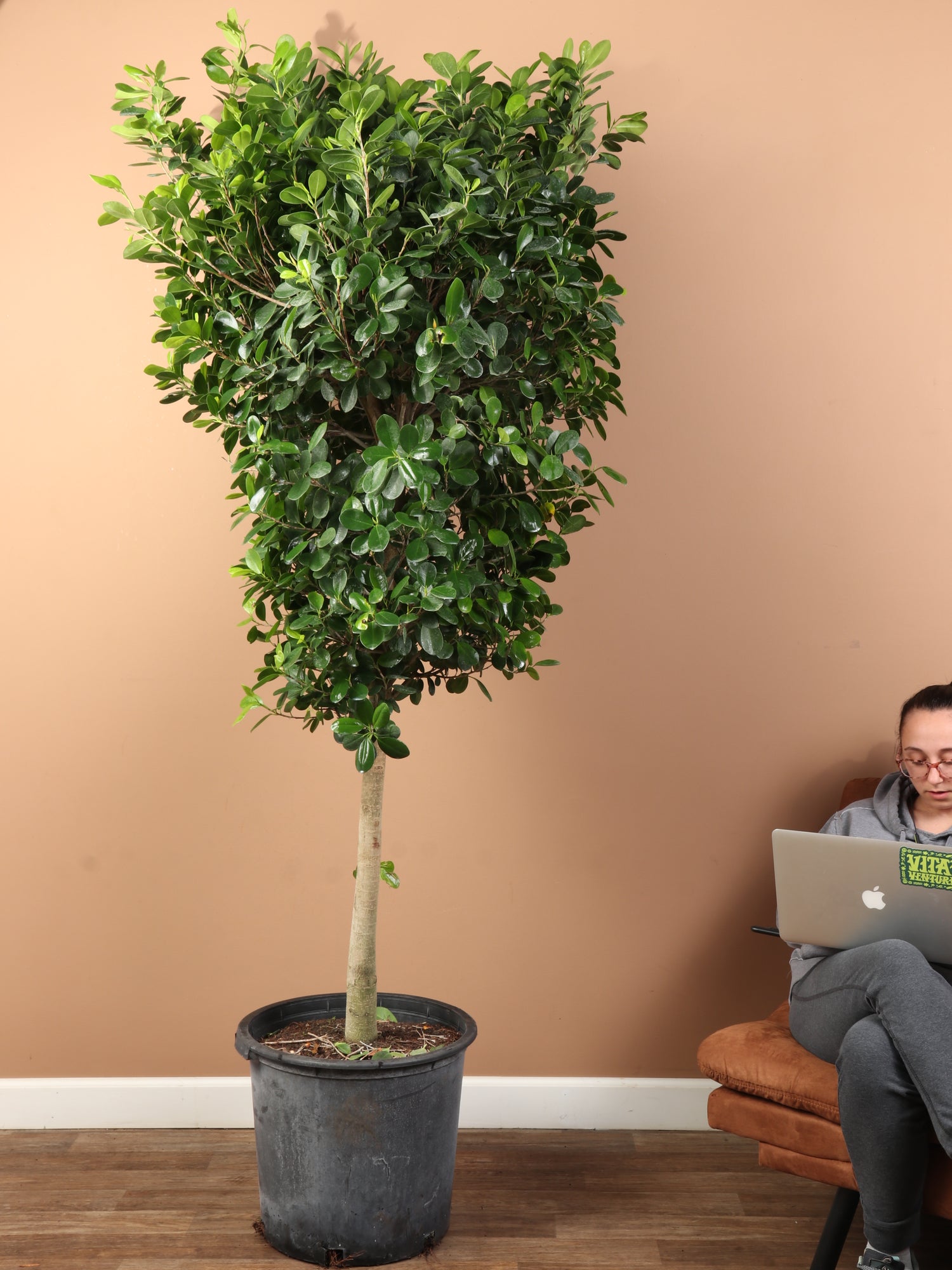 ficus indoor plant Huge Ficus 'Danielle'