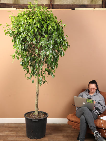 Huge Ficus &