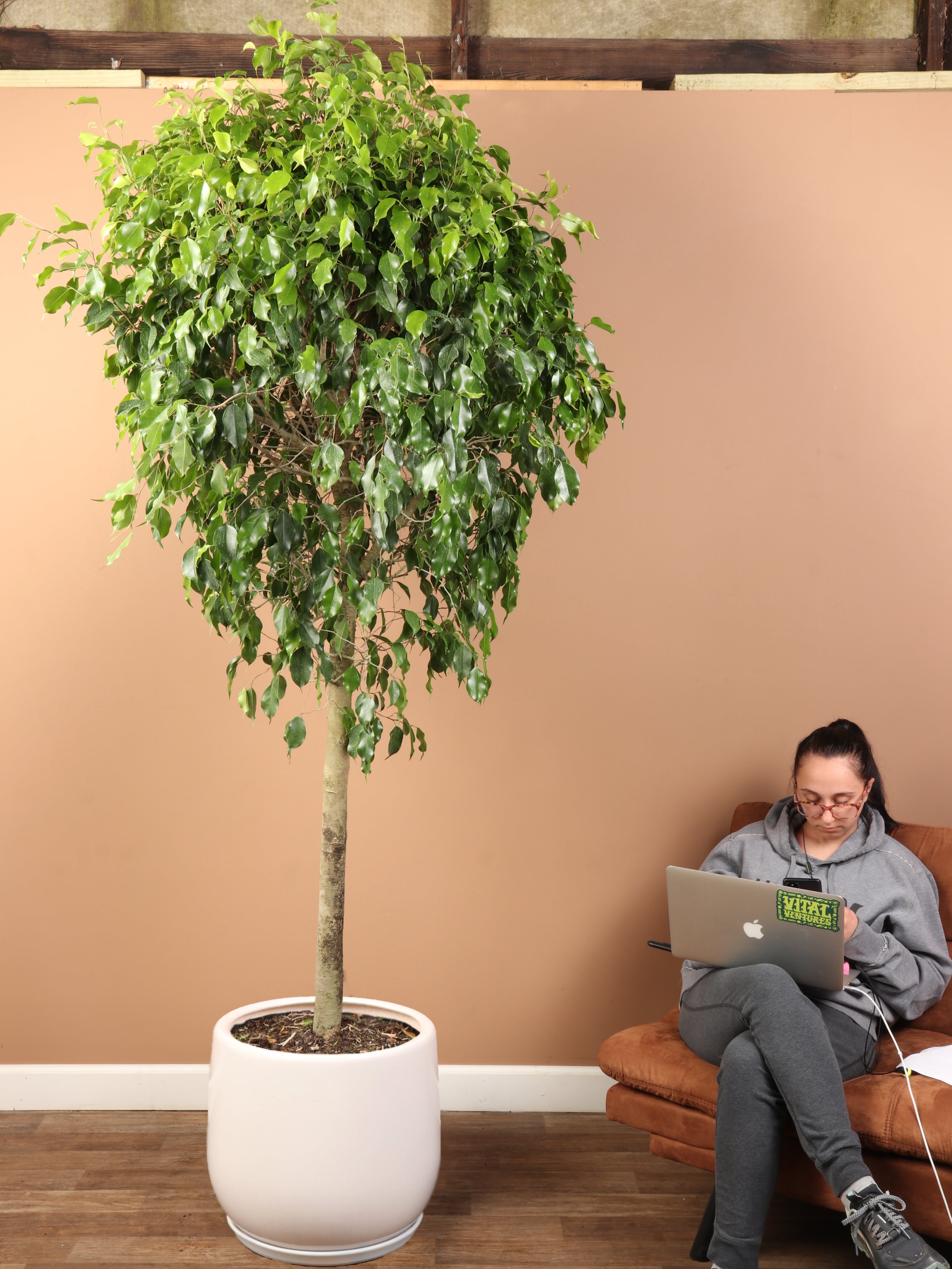 Huge Ficus &