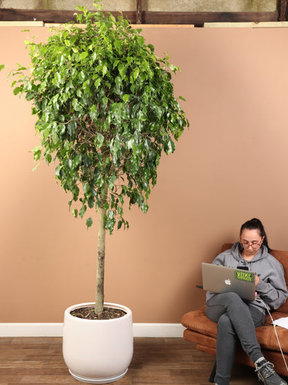 Huge Ficus &