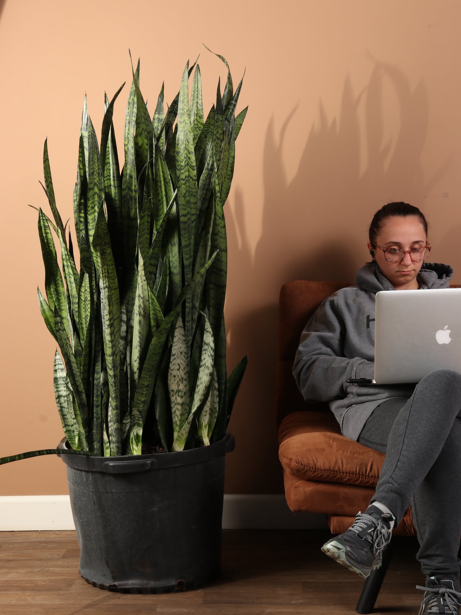 buy snake plants near me Huge Green Snake Plant
