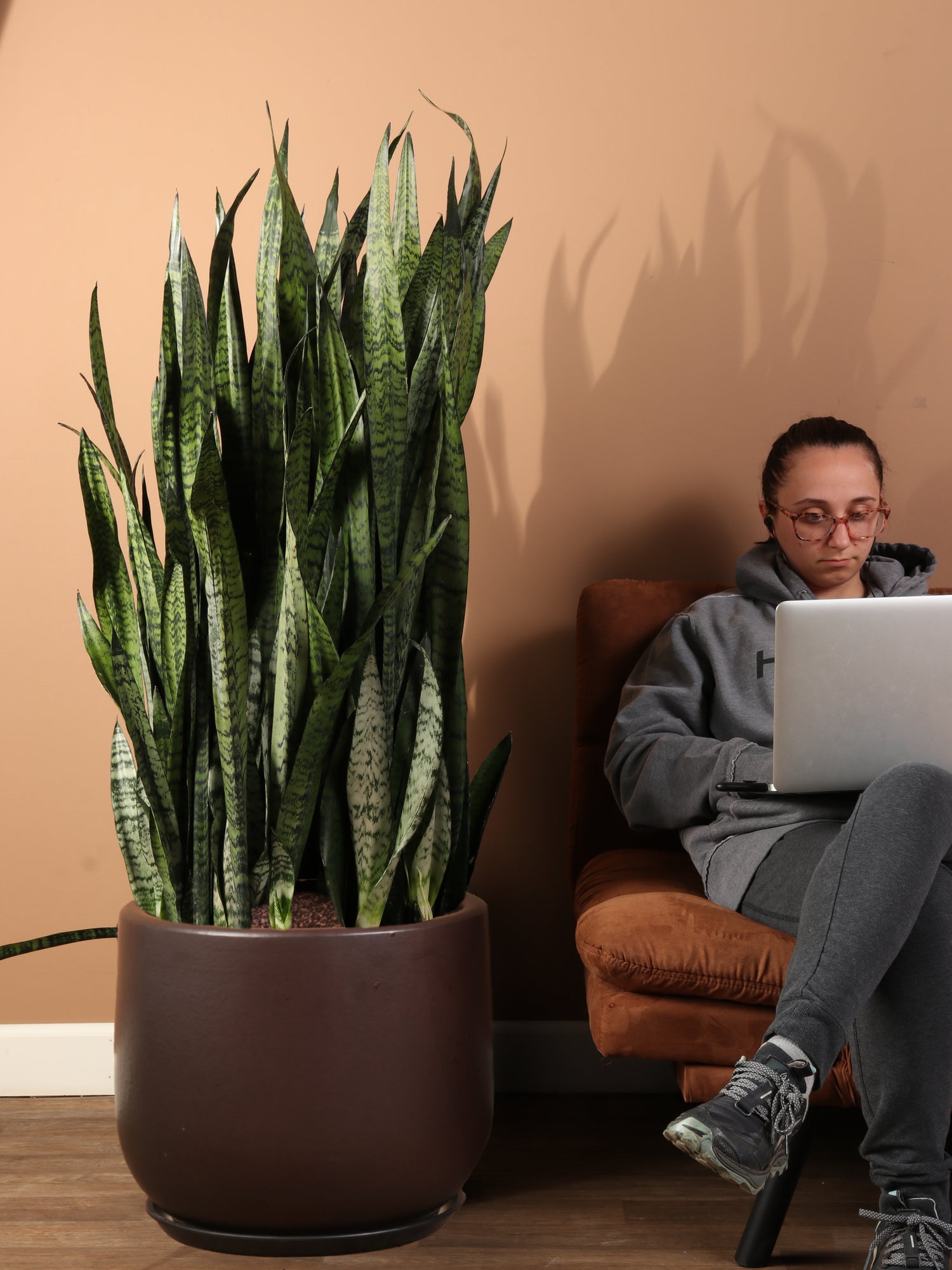 cheap snake plants near me Huge Green Snake Plant