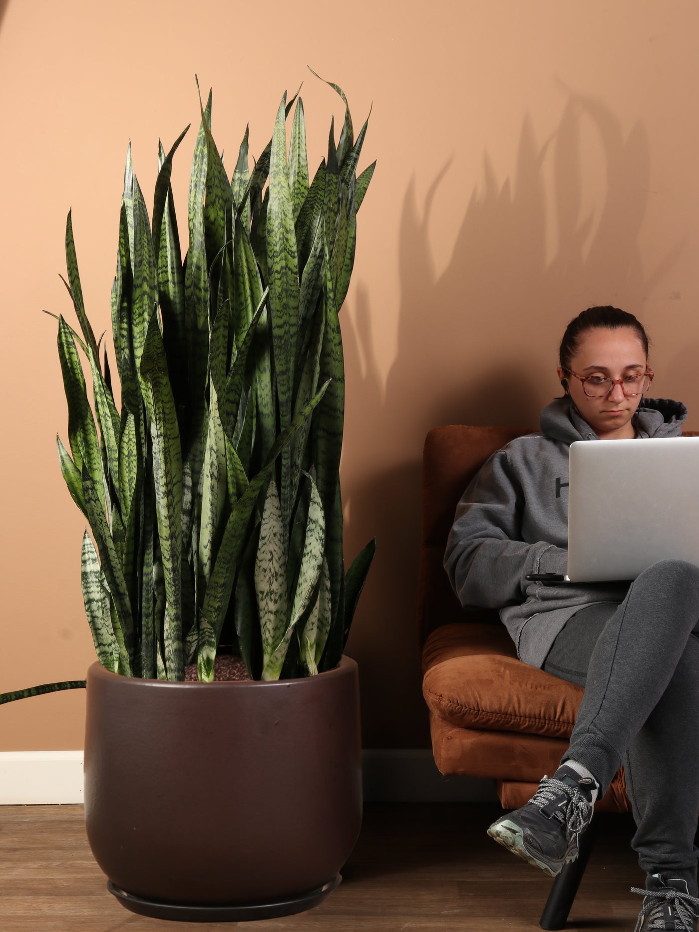 Huge Green Snake Plant