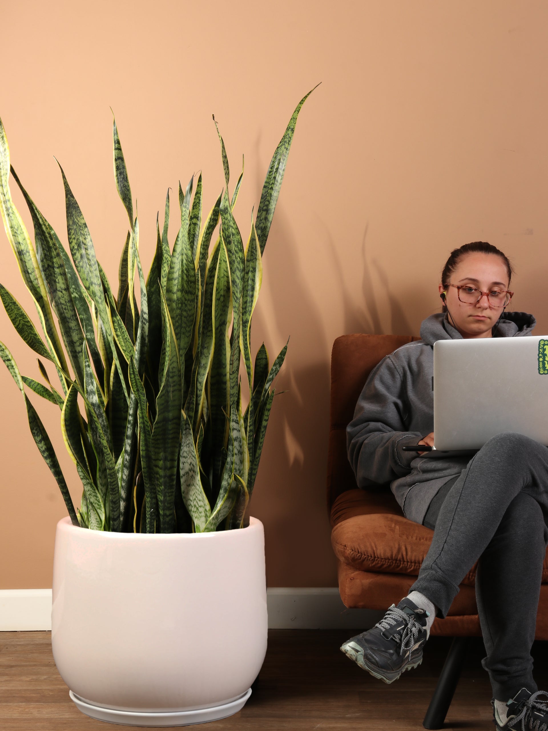 7-10FT Snake Plant – Dahing Plants