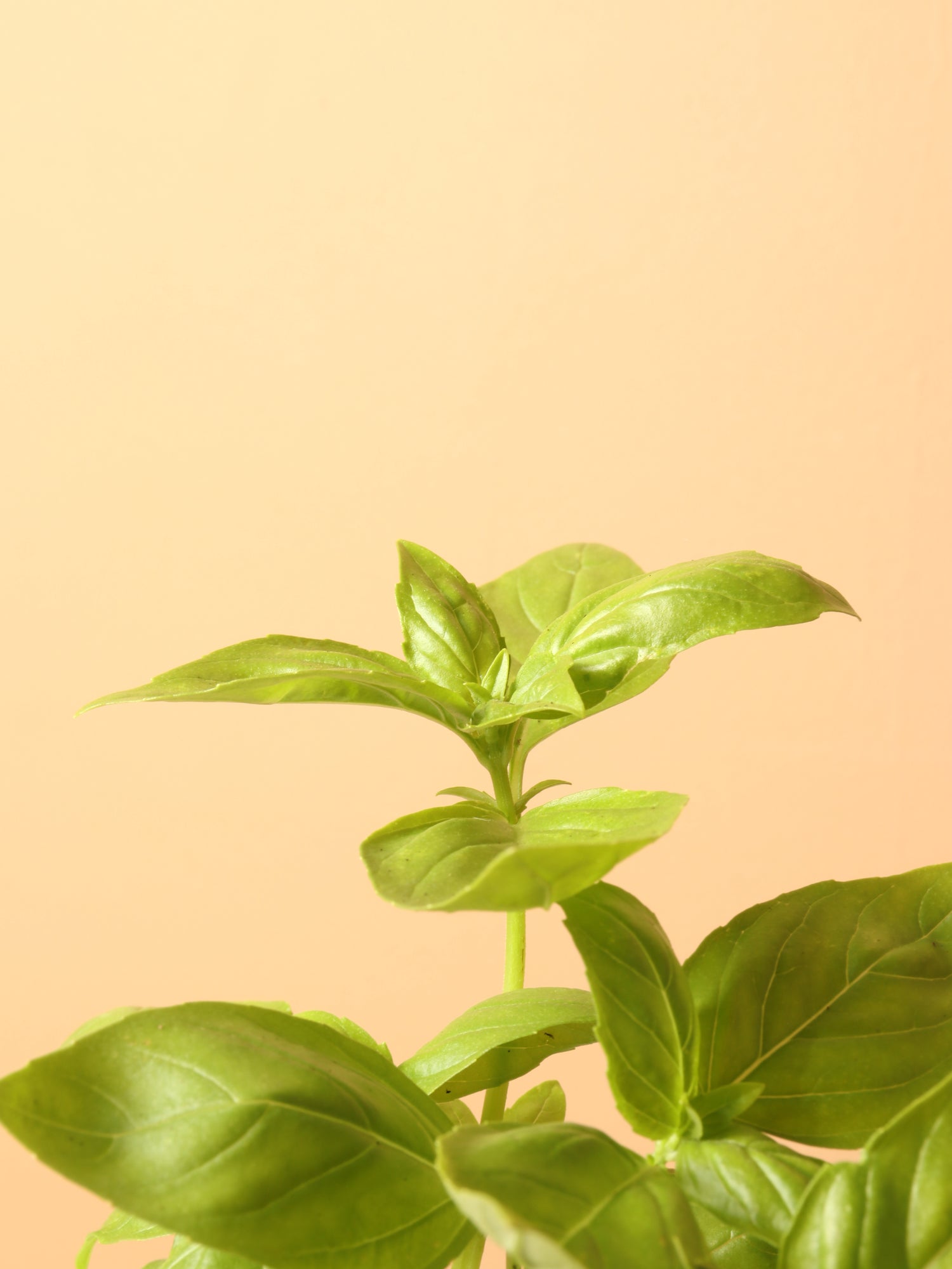 indoor basil plants Buy Basil Indoor Herb Online | Easy Care House Plant