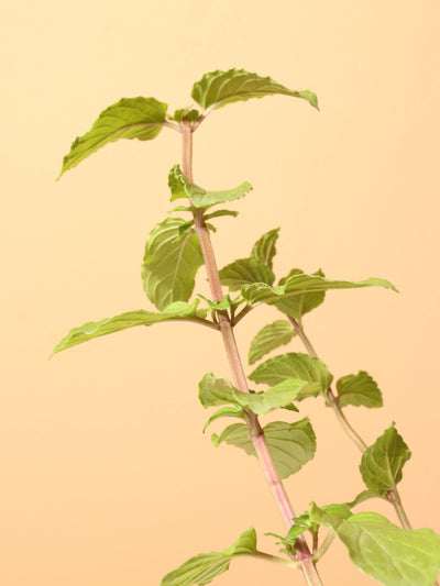 Small Mint Indoor Herb