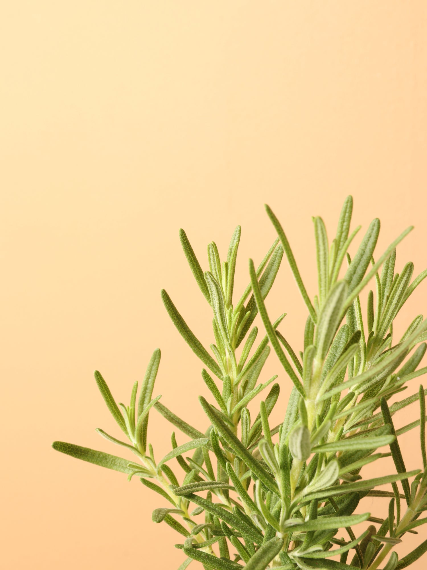indoor rosemary plant Small Rosemary Indoor Herb – Dahing Plants
