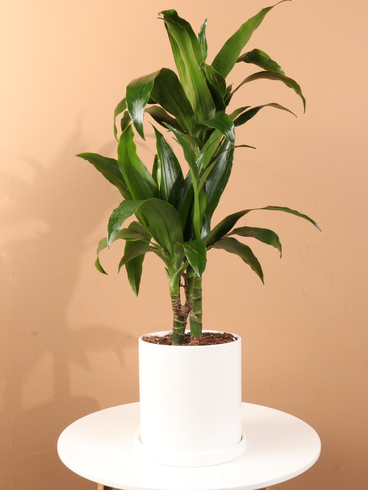 Medium Dracaena 'Janet Craig' Cane