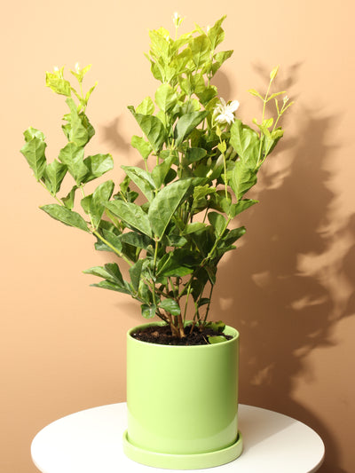 Medium Jasmine 'Belle of India' Plant